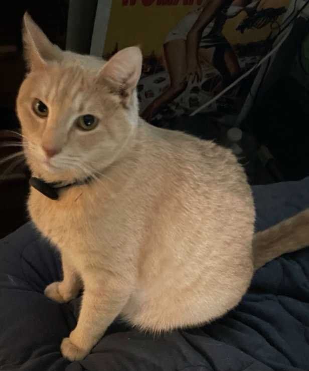 Lost Cat in Carson City, Nevada — listing photo