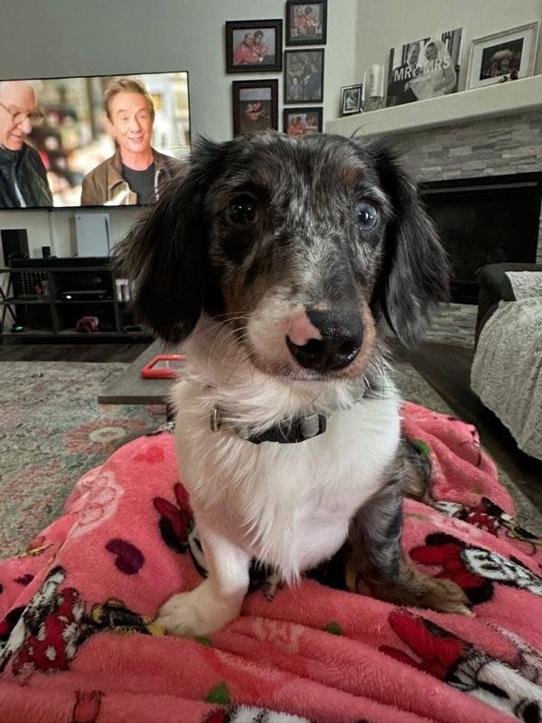 Lost Dog in Thornton, Colorado — listing photo