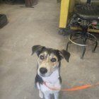 Lost Dog in Norfolk, Virginia — listing photo