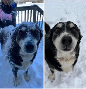 Lost Dog in Loris — listing photo