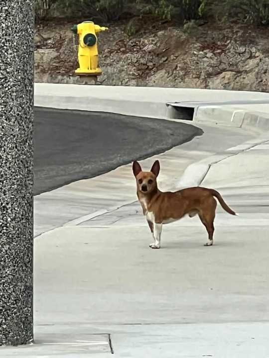 Found Dog in Winchester — listing photo