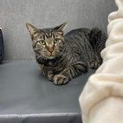 Lost Cat in Indianapolis, Indiana — listing photo
