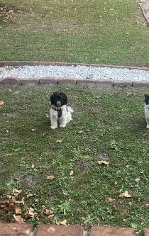 Lost Dog in Jacksonville, North Carolina — listing photo