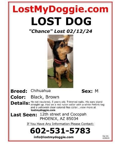 Lost Dog in Phoenix, Arizona — listing photo