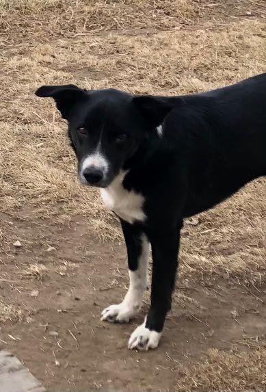 Lost Dog in Pleasanton, California — listing photo