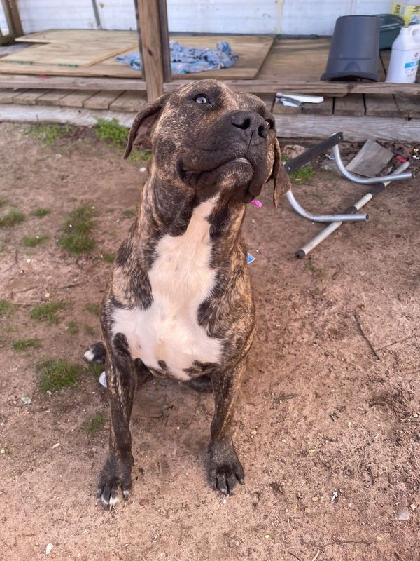 Lost Dog in Carrollton, Texas — listing photo