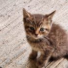 Found Cat in Dayton, Ohio — I'm looking for kitten help after Memorial Day weekend.