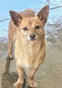 Lost Dog in Chula Vista, California — listing photo