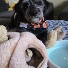 Found Dog in San Diego, California — Help my foster get adopted - Meet Dr. Pepper!