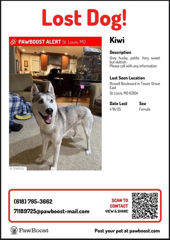 Lost Dog in St. Louis, Missouri — listing photo