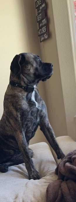 Lost Dog in Palm Bay, Florida — listing photo
