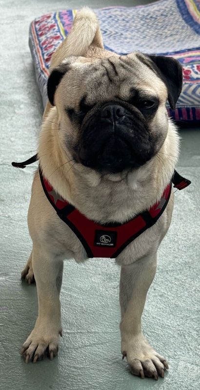 Lost Dog in San Diego, California — listing photo