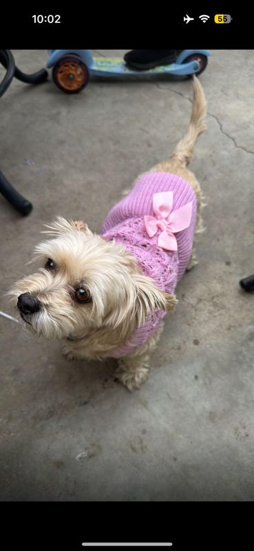 Lost Dog in Cathedral City, California — listing photo