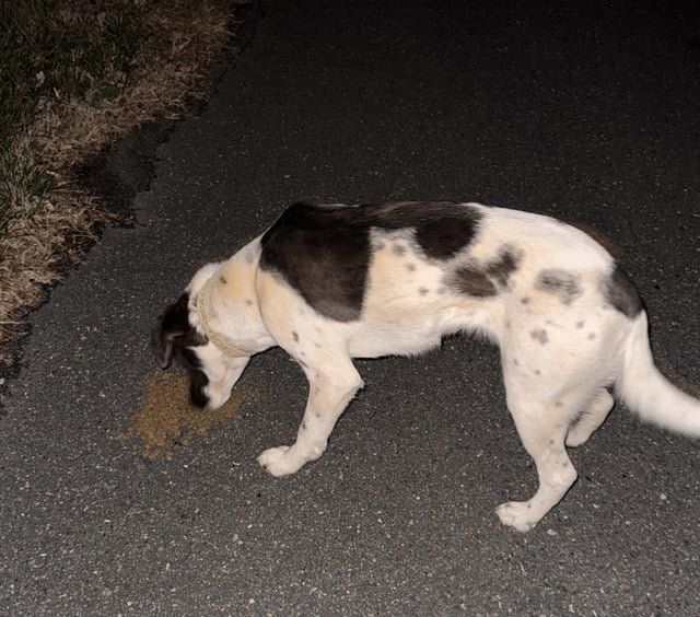 Lost Dog in Winston-Salem, North Carolina — Dog Found