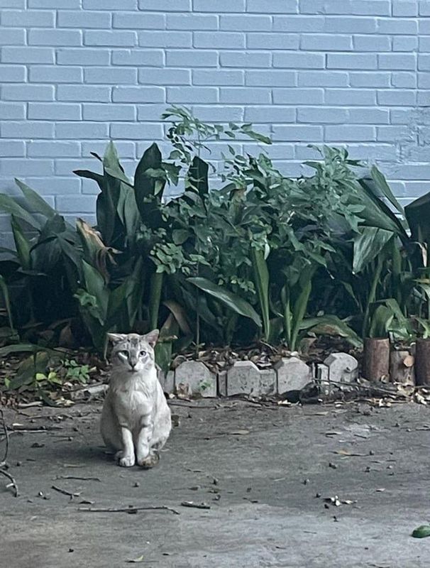 Lost Cat in Rescue — Cat in Storm Drain :(