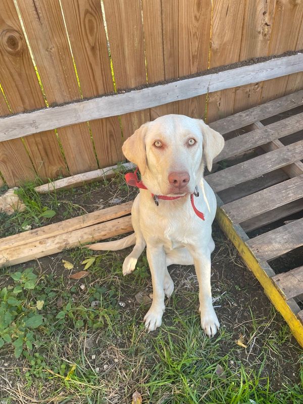 Lost Dog in San Antonio, Texas — listing photo