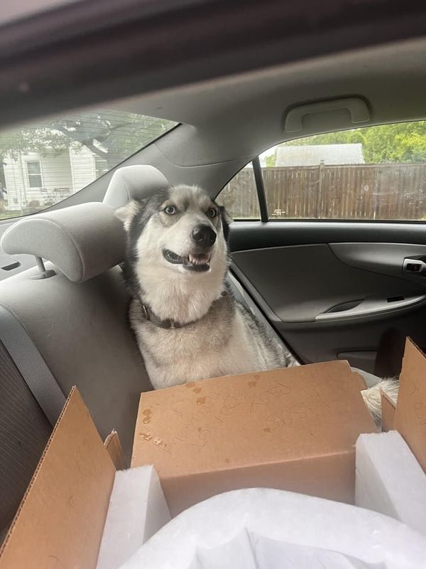 Lost Dog in Norfolk, Virginia — listing photo