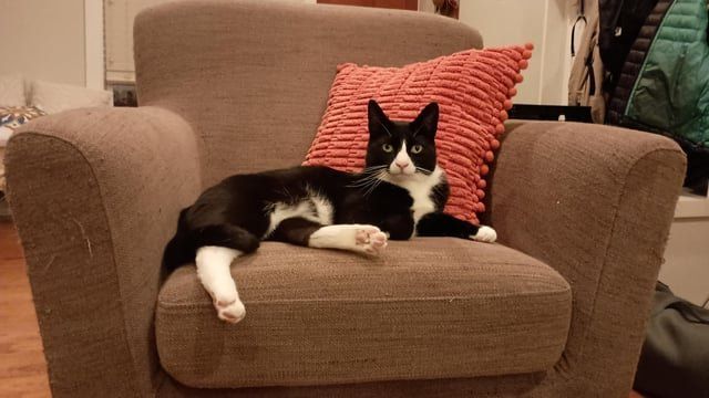 Lost Cat in Baltimore, Maryland — Cat missing from Harwood/Charles Village