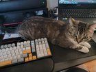 Lost Cat in Boston, Massachusetts — Fenway Lost Cat