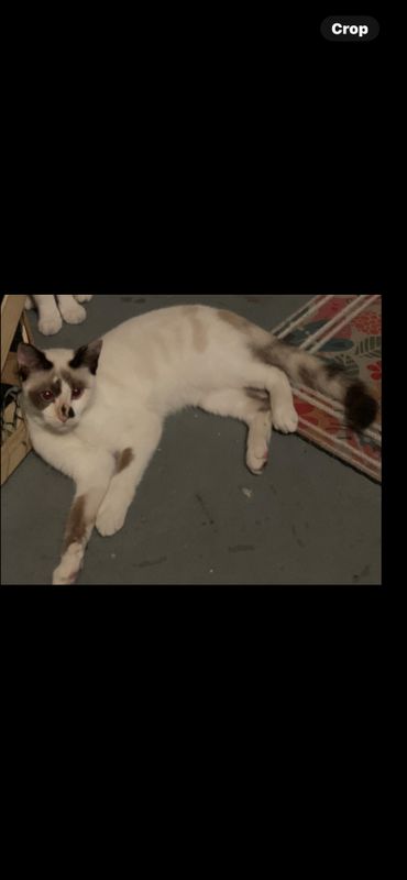 Lost Cat in Lakeland, Florida — listing photo