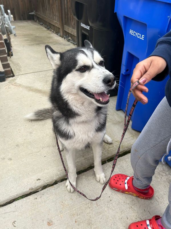 Found Dog in Elk Grove, California — listing photo