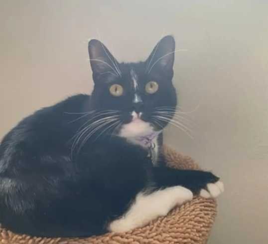 Lost Cat in Arvada, Colorado — listing photo