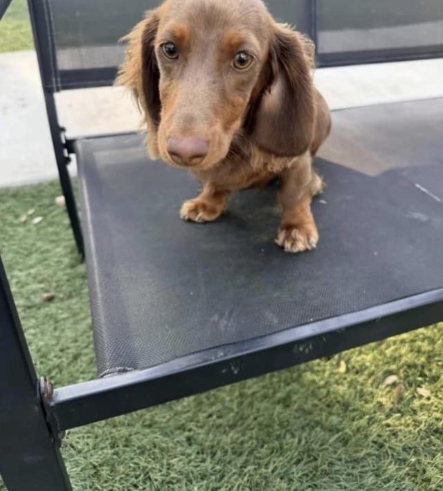 Lost Dog in San Antonio, Texas — listing photo