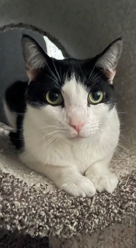 Lost Cat in Los Alamitos — listing photo