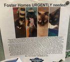 Found Dog in Milwaukee, Wisconsin — Help!! Foster homes URGENTLY Needed!
