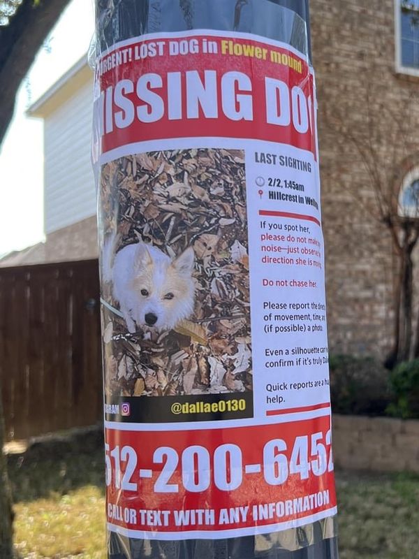 Lost Dog in Dallas, Texas — Lost/ Missing Small Terrier Flower mound Area