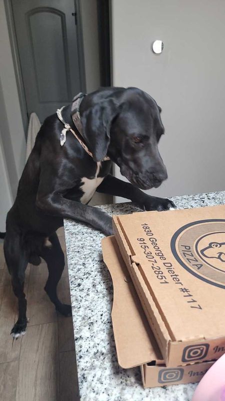 Lost Dog in Horizon City — listing photo