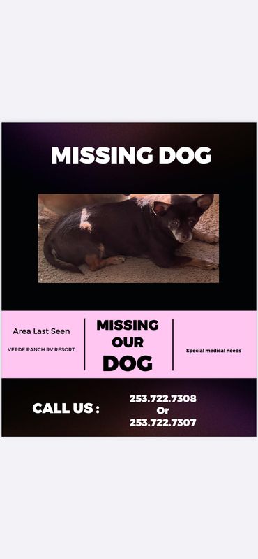 Lost Dog in Camp Verde — listing photo