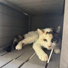 Found Dog in San Jose, California — Senior kitties need you!