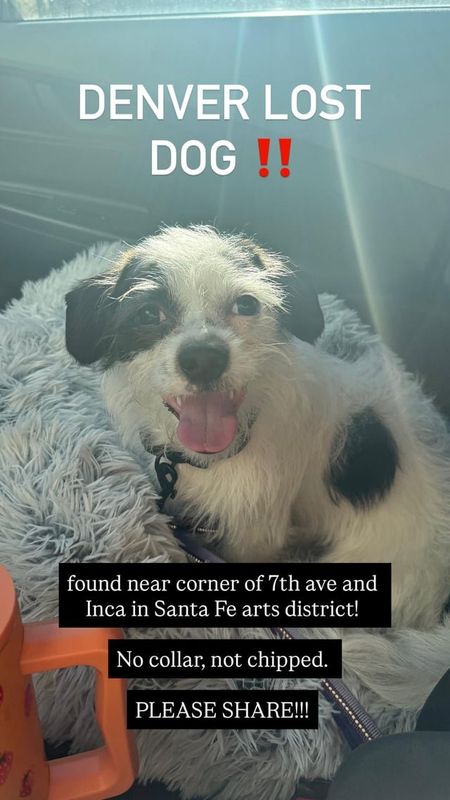Lost Dog in Denver, Colorado — listing photo