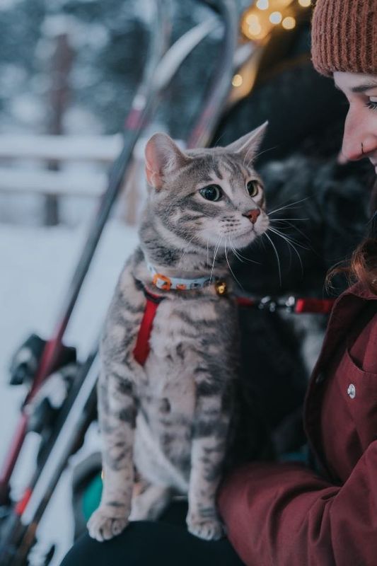 Lost Cat in Denver, Colorado — listing photo