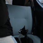 Found Dog in Columbus, Ohio — Cat needing a home until Monday