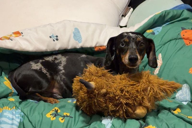 Lost Dog in Tucson, Arizona — listing photo