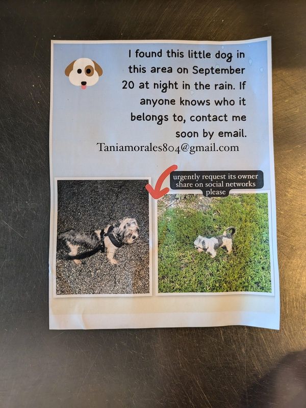 Pet alert in Miami, Florida — listing photo