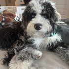 Lost Dog in K — listing photo