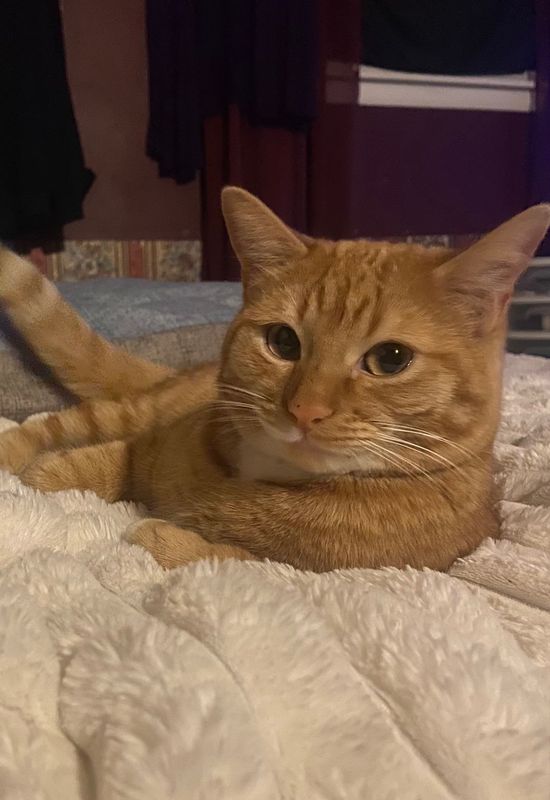 Lost Cat in Colorado Springs, Colorado — listing photo