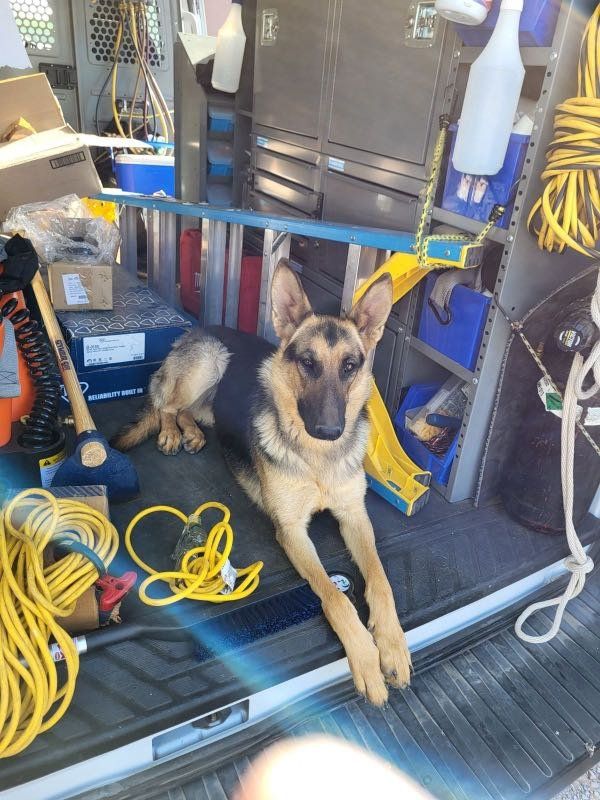Lost Dog in La Mesa, California — listing photo