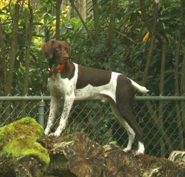 Lost Dog in Phoenix, Arizona — listing photo