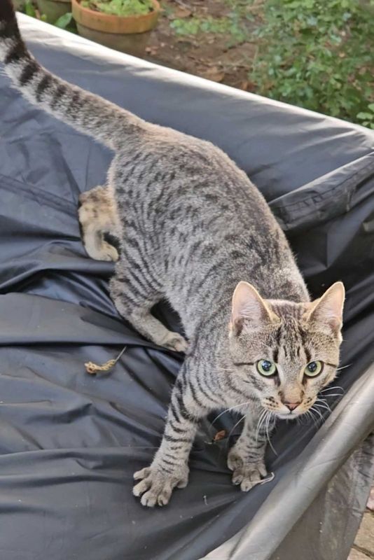 Lost Cat in St. Augustine — listing photo