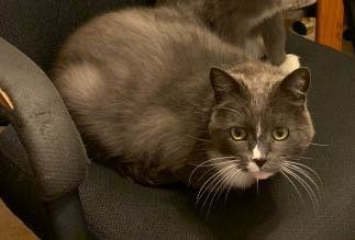 Lost Cat in Bakersfield, California — listing photo