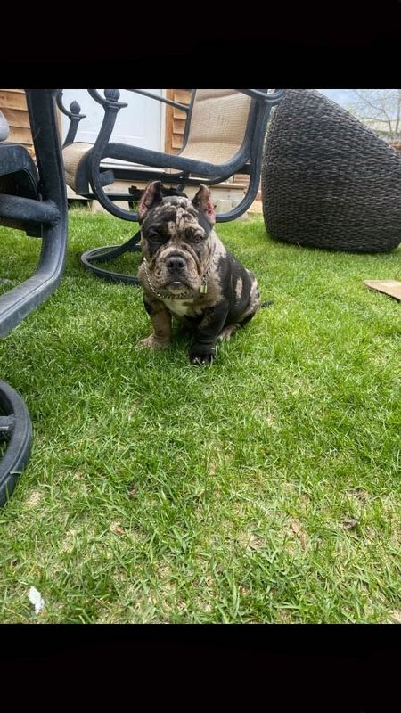 Lost Dog in Commerce City, Colorado — listing photo