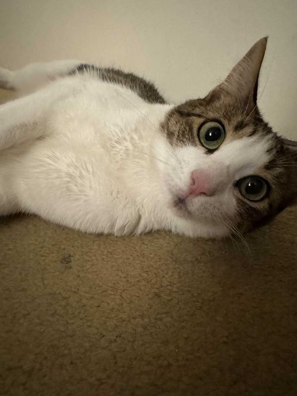 Lost Cat in Hayward, California — listing photo