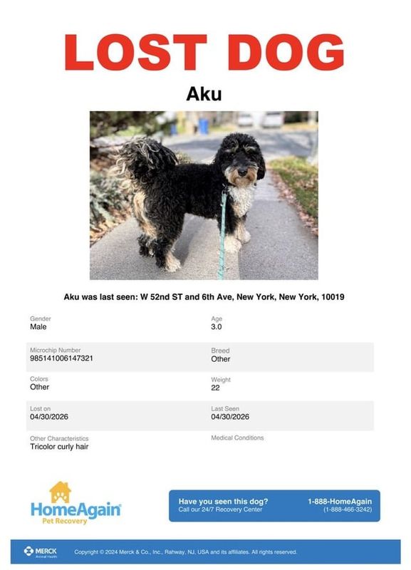 Lost Dog in New York, New York — listing photo