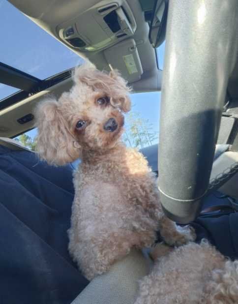 Lost Dog in Houston, Texas — listing photo