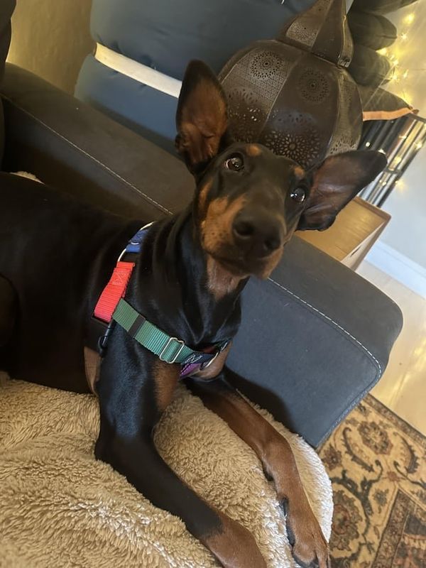 Found Dog in Sacramento, California — My Dog Has Been Found