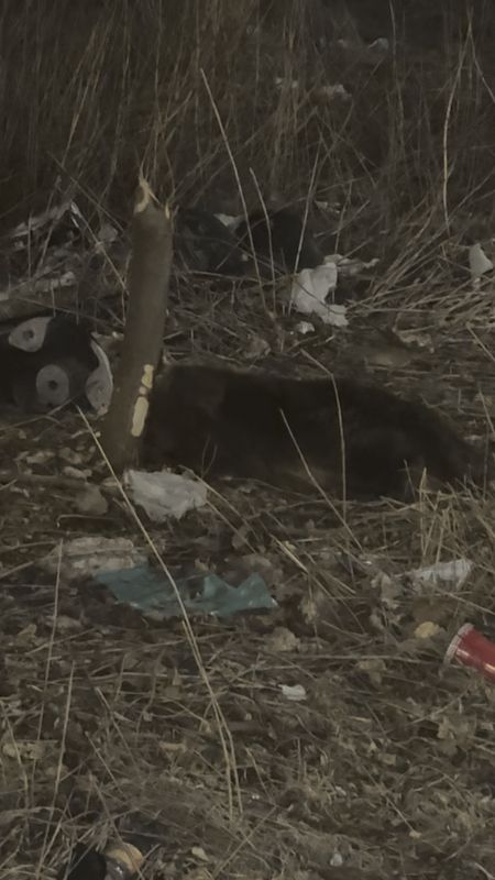 Lost Dog in Chicago, Illinois — Never seen a beaver in Chicago